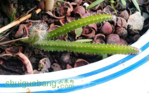 也发我的天台果园(百香果,葡萄,人参果,火龙果