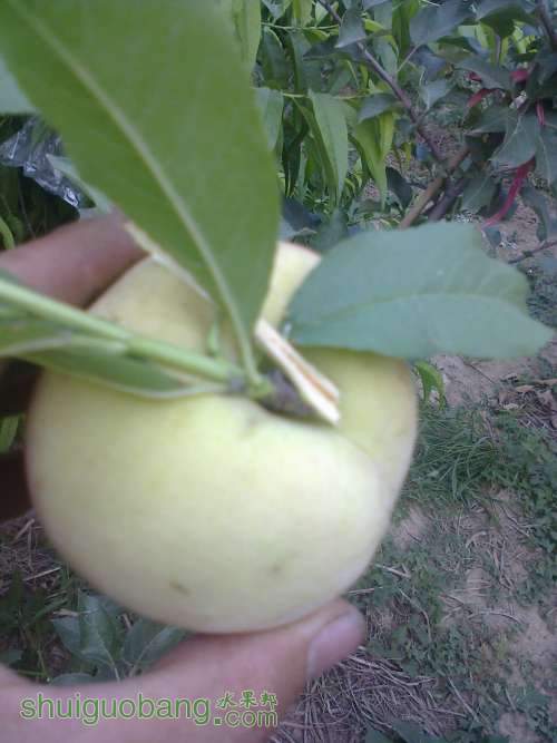 Ƭ0229.jpg