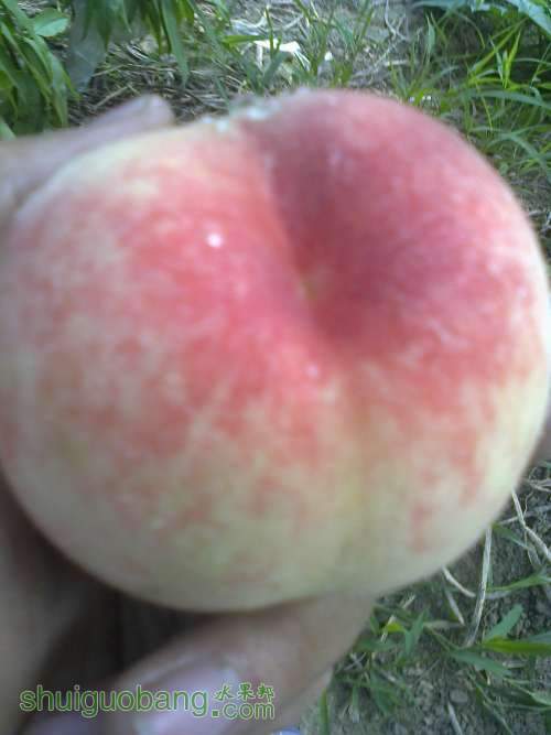Ƭ0231.jpg
