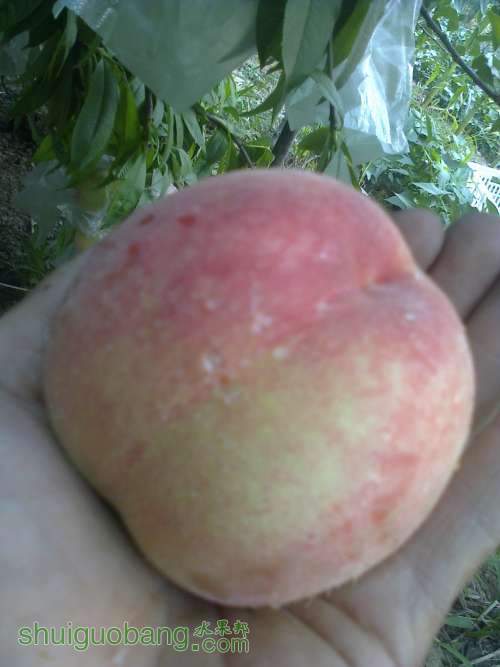 Ƭ0232.jpg