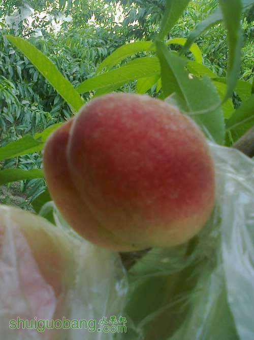 Ƭ0235.jpg