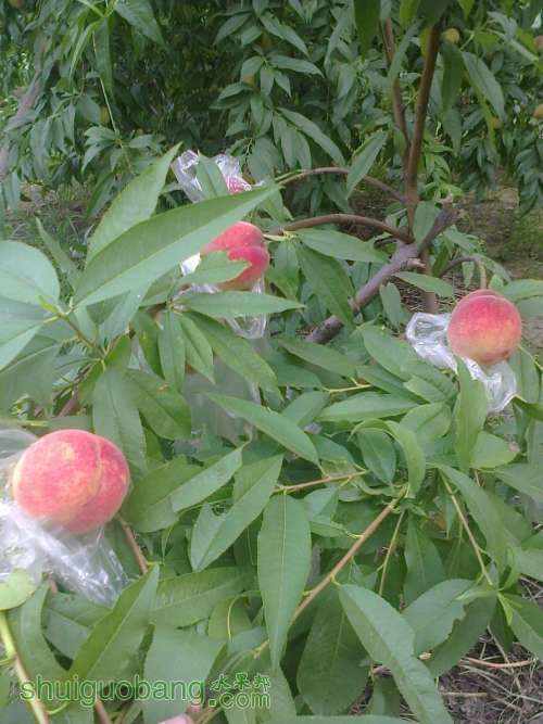 Ƭ0237.jpg
