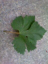 IMG_20130619_115615.jpg