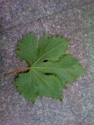 IMG_20130619_115622.jpg