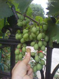 IMG_20130619_114226.jpg