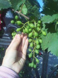 IMG_20130602_163918.jpg