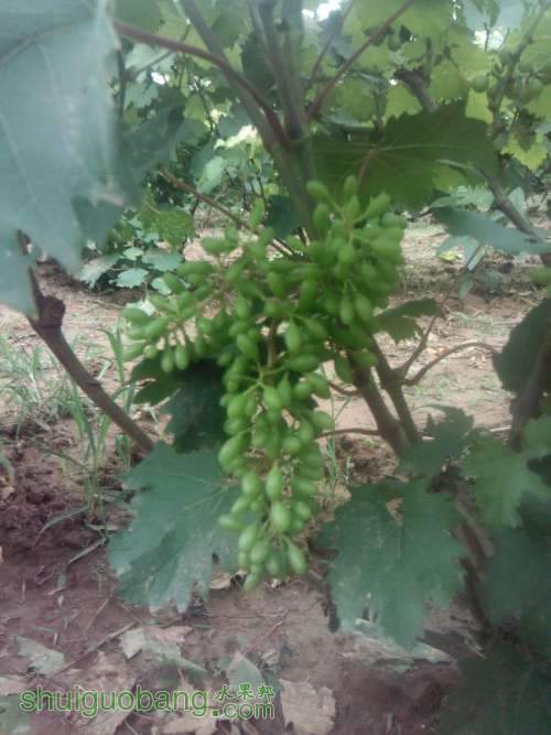 Camera_20130618_124614.JPG