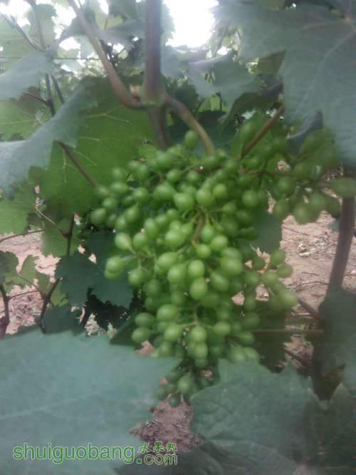 Camera_20130618_124720.JPG