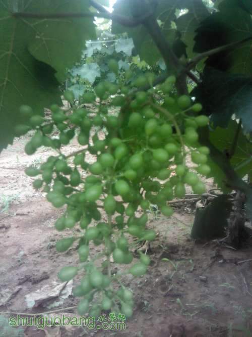 Camera_20130618_124742.JPG