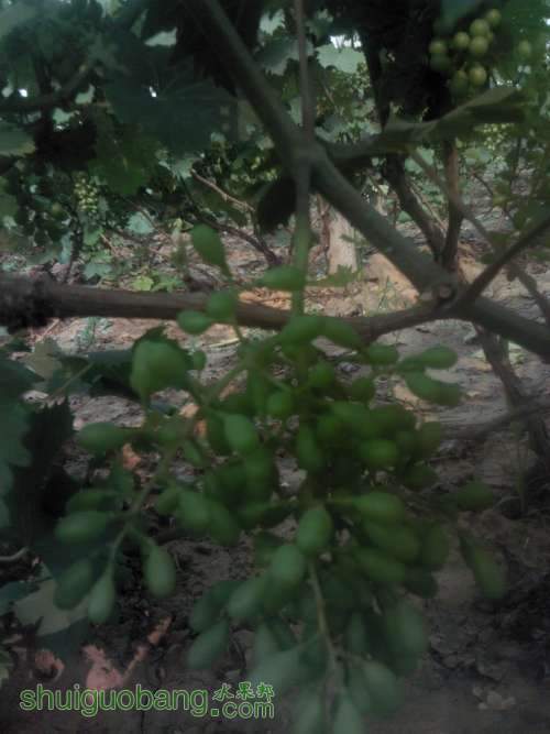 Camera_20130615_080625.JPG