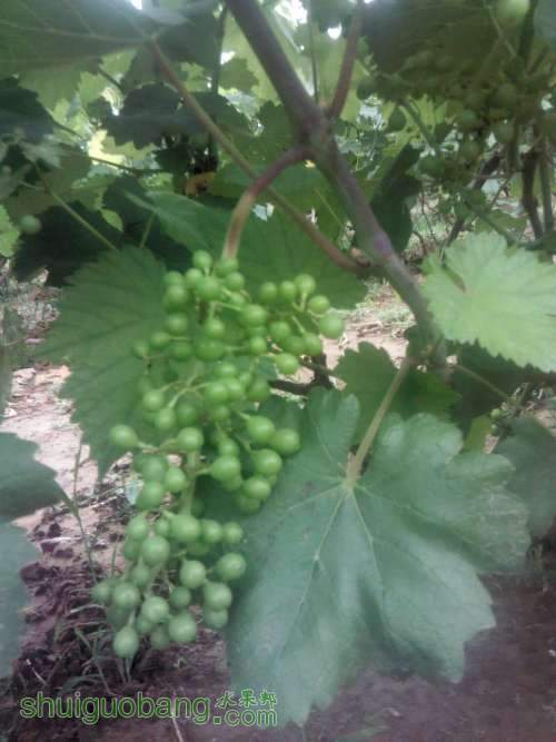 Camera_20130618_124941.JPG