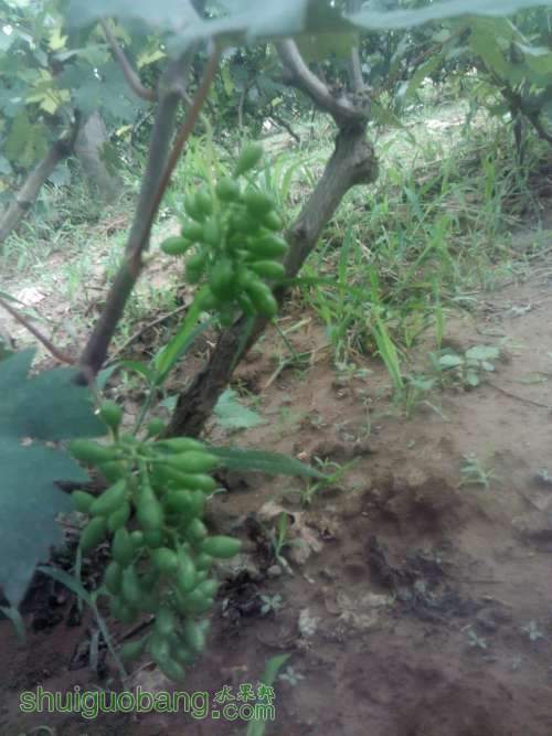Camera_20130618_125240.JPG