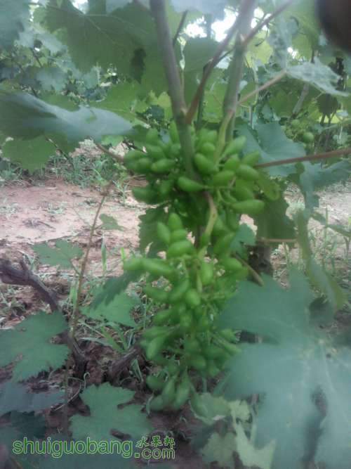 Camera_20130618_125520.JPG