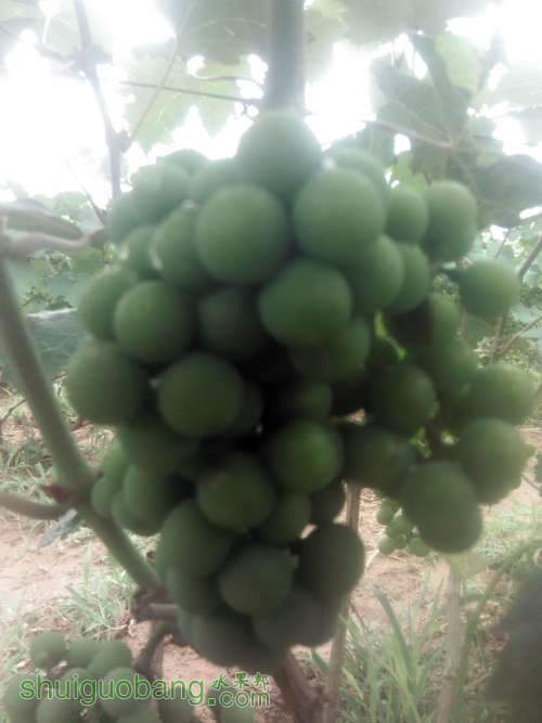 Camera_20130618_125357.JPG