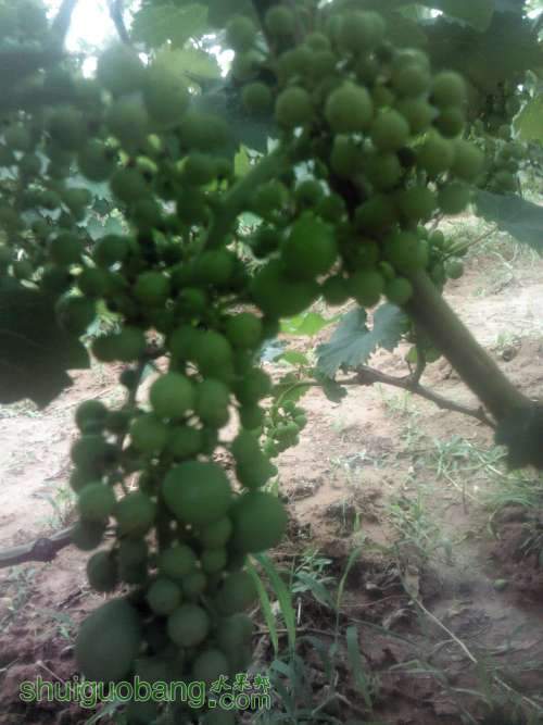 Camera_20130618_125615.JPG