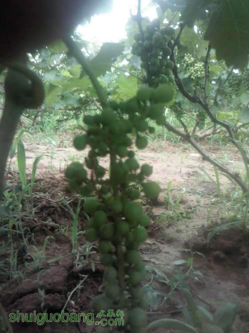 Camera_20130618_125732.JPG