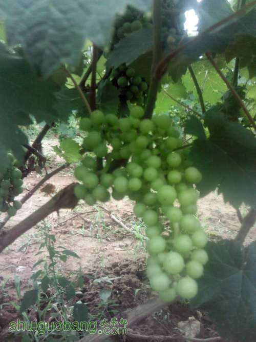 Camera_20130618_125833.JPG