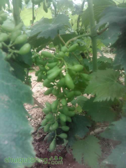 Camera_20130618_130023.JPG