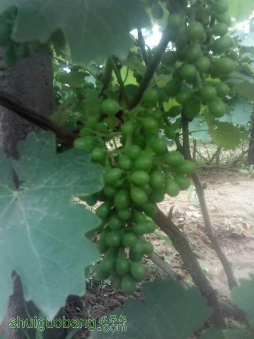 Camera_20130618_130214.JPG
