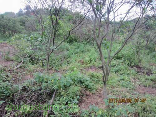 ������С ������С IMG_5367.JPG