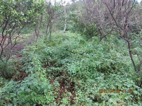 ������С ������С IMG_5372.JPG