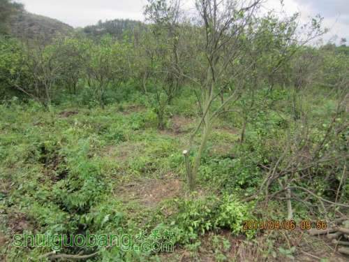 ������С ������С IMG_5375.JPG