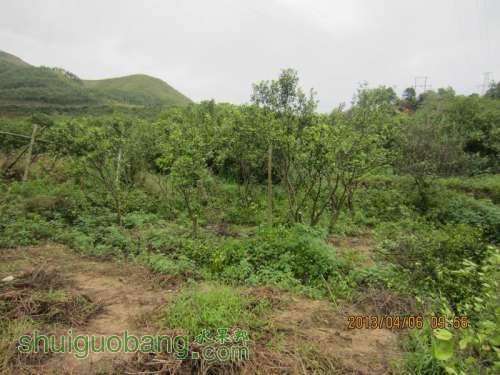 ������С ������С IMG_5379.JPG