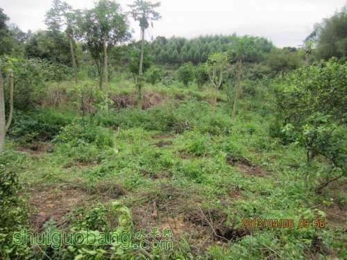 ������С ������С IMG_5381.JPG