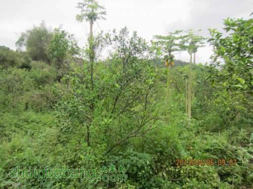 ������С ������С IMG_5388.JPG