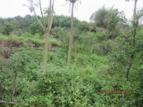 ������С ������С IMG_5387.JPG