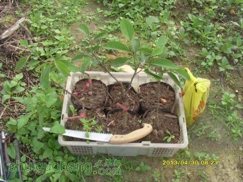 ������С ������С SI854822.JPG