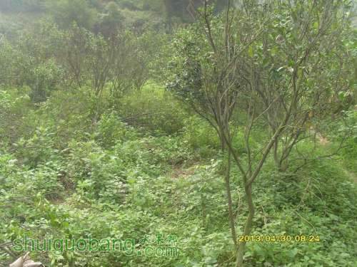 ������С ������С SI854827.JPG