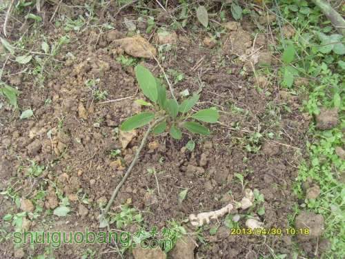 ������С ������С SI854832.JPG