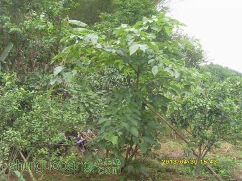 ������С ������С SI854839.JPG