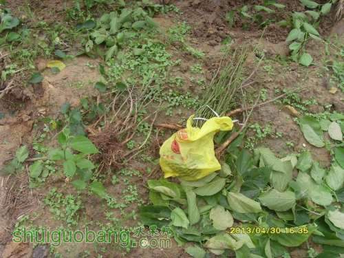 ������С ������С SI854843.JPG