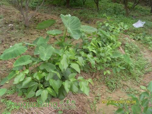 ������С ������С SI854847.JPG