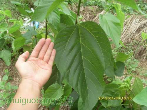 ������С ������С SI854849.JPG