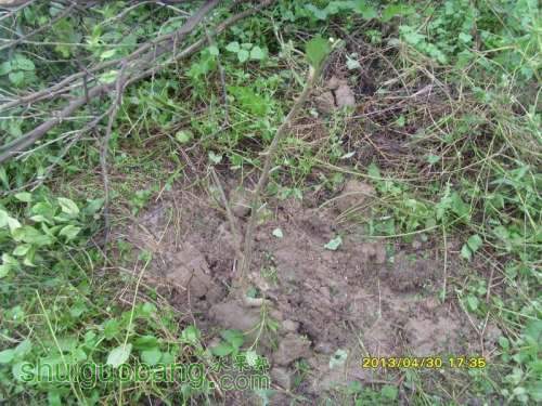 ������С ������С SI854852.JPG