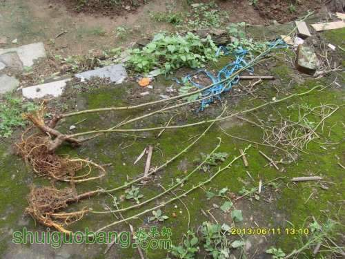 ������С ������С SI855180.JPG