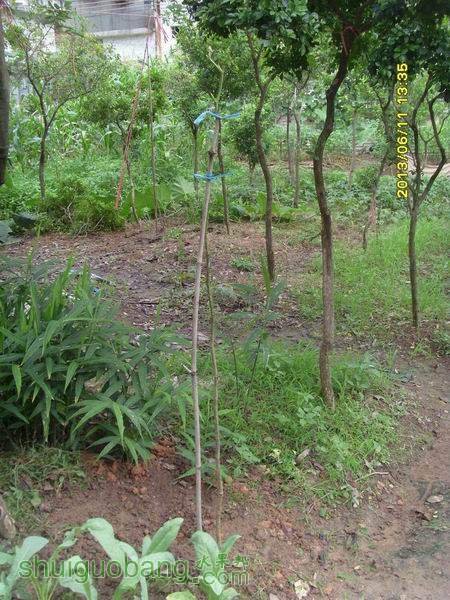 ������С ������С SI855183.JPG