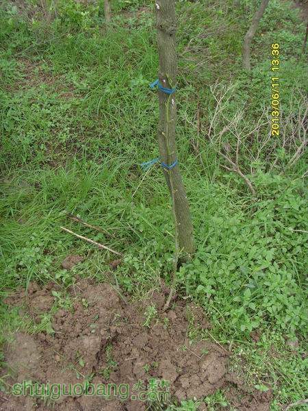 ������С ������С SI855187.JPG