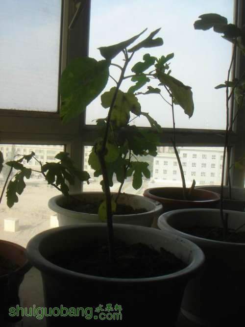 ������С DSC02356.JPG