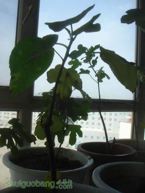 ������С DSC02357.JPG