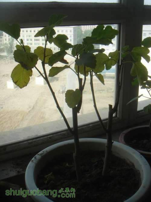 ������С DSC02369.JPG
