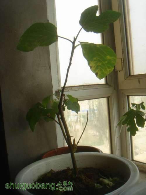 ������С DSC02492.JPG