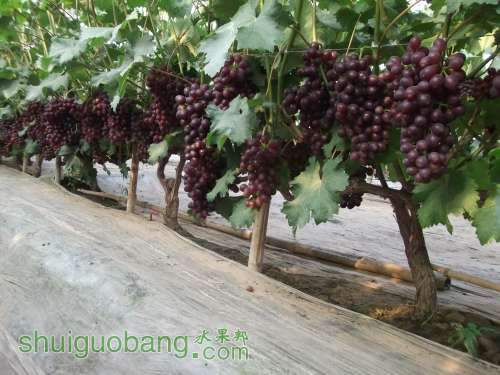 Ƭ 055.jpg