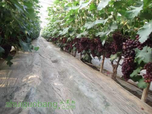 Ƭ 056.jpg