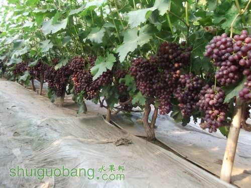 Ƭ 058.jpg