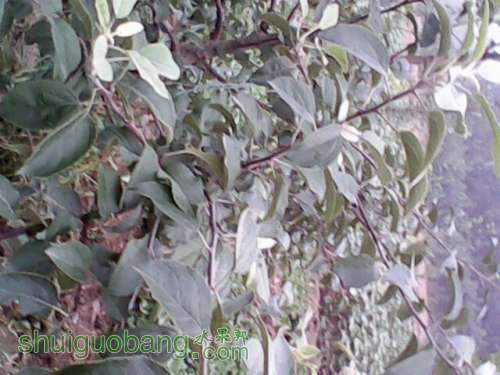 IMG0019A.jpg