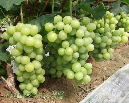 Ƭ 039.jpg